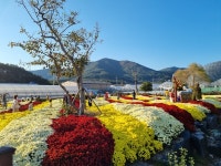 거제시농업개발원, 가을꽃 향기 선물