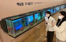 갤러리아 광교, 비디오 아티스트 거장 백남준 TV 물고기 전시