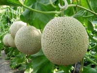 로컬푸드 추천 이 주의 상품