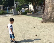 강하초등학교 아기오리 구하기 대작전