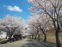 우리 동네 봄꽃 명소를 소개합니다!