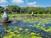 양평군 세미원, 오는 21일 수련문화제 개막… 희귀 품종, 빅토리아수련 개화