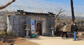 두물머리 온실 정원 상춘원… 봄 맞아 동백 활짝
