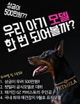 댕심으로 돈벌이 vs 억측 멈춰…애견모델 선발대회 공정성 논란 진실은?