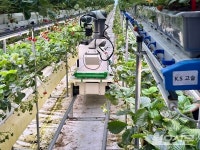 [현장] 한여름에 먹는 딸기…서산 스마트팜이 이끌 사계절 농장