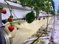 [현장] 한여름에 먹는 딸기…서산 스마트팜이 이끌 사계절 농장