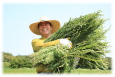 제주농장 축 처진 내 몸에 야관문진액 선물하자