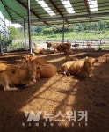 무안군, 축산농가 가축 폭염피해 예방.. 선제적 대응 강화