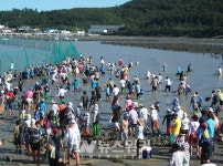 진도군, 의신면 접도 어촌체험마을 개매기 바다체험 열려