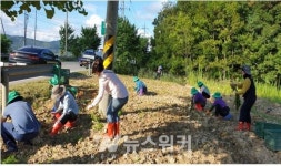 강진군 군동면... 코스모스 꽃길 조성에 나서