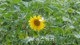 화순 8경, 연둔리 숲정이 해바라기꽃 개화