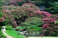 [포토] 백일홍 만개한 담양 명옥헌 원림