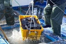 신안 흑산도에서... 우럭축제 열린다