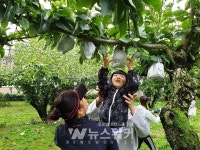 나주로 배 따러 가자… 나주배박물관 배 수확체험