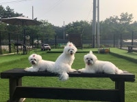 애견호텔, 애견유치원 찾는다면? 우리 아이 믿고 맡길 수 있는 천안아산 애견미용실 몽스토리 주목