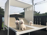 애견호텔, 애견유치원 찾는다면? 우리 아이 믿고 맡길 수 있는 천안아산 애견미용실 몽스토리 주목