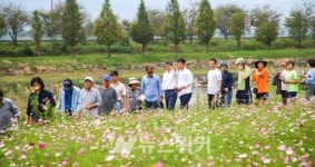 구례군, 코스모스꽃길(꽃강) 군민 건강 걷기 행사 개최