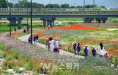 [포토] 장성 황룡강, 노란꽃 잔치...첫날 수만명 찾아 대박예감