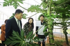 김산 군수, 아열대 작물 적극 육성...파파야농가 현장 방문