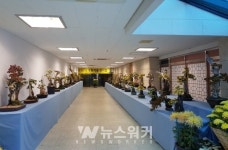 진도사랑 국화작품 전시회…30일부터 진도개테마파크 일원에서