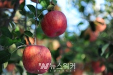 [포토] 맛있는 장성사과, 첫 서리 맞고 더욱 달콤