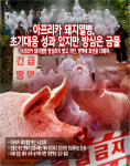 [뉴스워커_오피니언] 아프리카 돼지열병, 초기대응 성과 방심하지 말아야