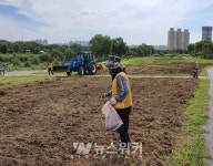 광주환경공단, 관리구간에 대규모 유채꽃단지 조성