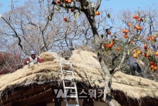 영랑생가,백운동원림 겨울준비...새옷 입어요