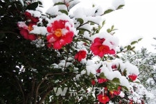 전남 신안군,『섬 겨울꽃 (애기동백)축제』개막