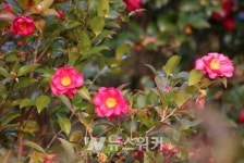 신안 분재공원 애기동백 축제에 겨울철새도 나들이.. 애기동백 군락 조성 이후 다양한 철새, 텃새 찾아와