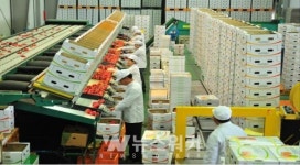 국내 최고 스마트팜 강진 파프리카, 세계로 진출 !