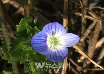 유네스코생물권보전지역... 신안의 봄을 알리는 들꽃 봄까치꽃