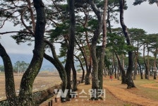 전남도, 2월 명품숲 보성 웅치 용반 마을전통숲 선정