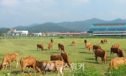 전남도, 새로운 천년을 위한 축산모델 개발 박차