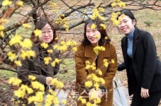 [포토] 봄비 반기는 산수유