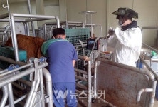 장흥군, OPU 수정란이식으로 우량 송아지 생산