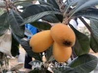 완도는 지금, 황금색 웰빙과일 비파 수확으로 분주