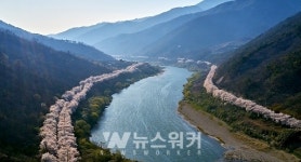 구례군, 산수유꽃축제에 이어 섬진강벚꽃축제도 취소