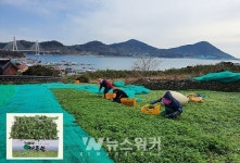여수시, 청정 농산물 거문도해풍쑥 먹고, 면역력 쑥쑥 키운다
