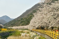[포토] 장성 백양사 벚꽃길