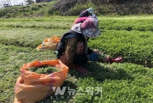 친환경 함평참쑥 본격 출하
