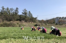 친환경 함평참쑥 본격 출하