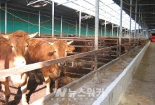 진도군, 친환경 축산물 인증비 지원