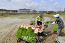 영산강 시원의 청정지역 담양, 첫 모내기 실시