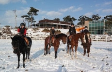 영광승마장, 유소년승마단 추가 단원 모집