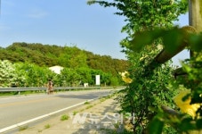 [포토] 세계문화유산 장성 필암서원 가는 길… 화사하게 피어난 노란 장미