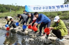 강진군, 탐진강에 뱀장어 1만9천여 마리 방류