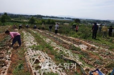 영암군 시종면, 봄철 농촌 일손돕기 추진