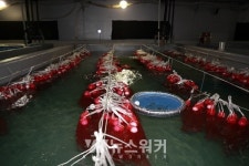 보성군, 낙지 목장 사업으로 암컷 낙지 5천 마리 방류