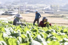 여수 돌산갓, 생산량‧매출액 증가…지역경제 효자노릇 톡톡